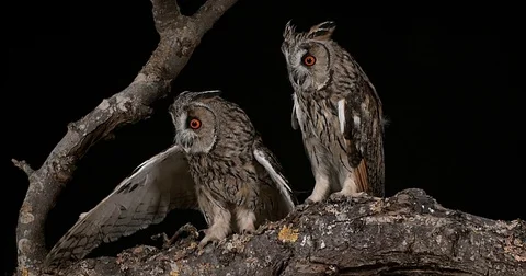 Long Eared Owl, asio otus, Adults, Pair, Normandy in France, Real Time 4K Stockbeeldmateriaal 75982535