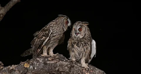 Long Eared Owl, asio otus, Adults, Pair, Normandy in France, Real Time 4K Stockbeeldmateriaal 75982558