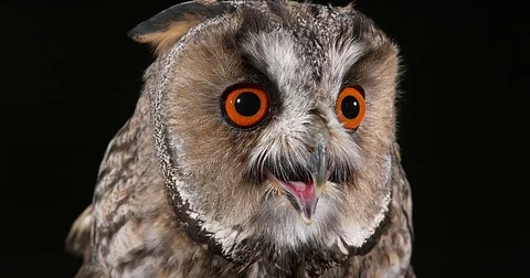 Long Eared Owl, asio otus, Portrait of Adult, Normandy in France, Real Time 4K Stockbeeldmateriaal 75982597