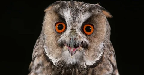 Long Eared Owl, asio otus, Portrait of Adult, Normandy in France, Real Time 4K Stockbeeldmateriaal 75982614