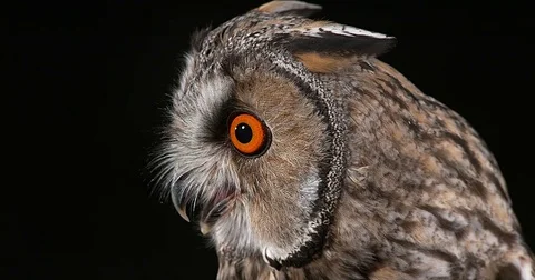 Long Eared Owl, asio otus, Portrait of Adult, Normandy in France, Real Time 4K Stockbeeldmateriaal 75982638