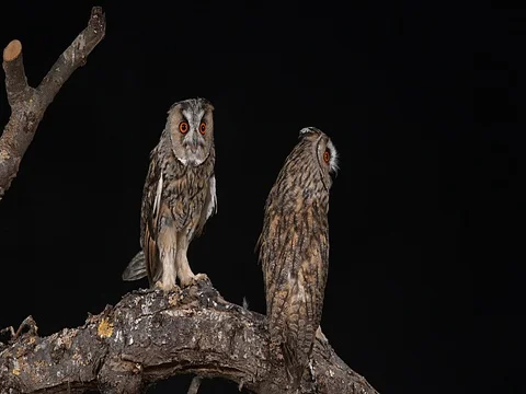 Long Eared Owl, asio otus, Adults, Pair, Normandy in France, Real Time 4K Stockbeeldmateriaal 75982655