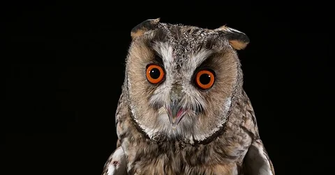 Long Eared Owl, asio otus, Portrait of Adult, Normandy in France, Real Time 4K Stockbeeldmateriaal 75982688
