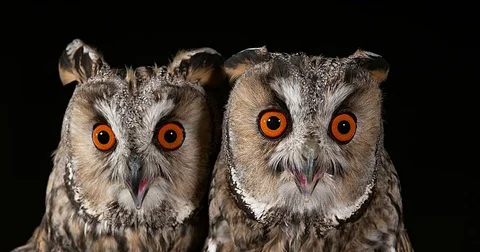 Long Eared Owl, asio otus, Portrait of Adult, Normandy in France, Real Time 4K Stockbeeldmateriaal 75982714