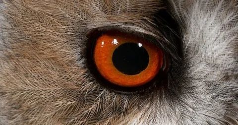 Long Eared Owl, asio otus, Portrait of Adult, close up of Eye, Normandy in Stock Footage 75982741