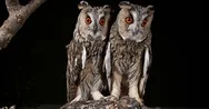 Long Eared Owl, Asio Otus, Adults, Pair, Normandy In France, Real Time 4K Stock Footage