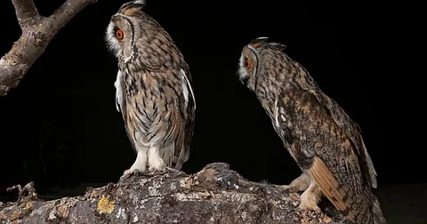 Long Eared Owl, asio otus, Adults, Pair, Normandy in France, Real Time 4K Stockbeeldmateriaal 75982822