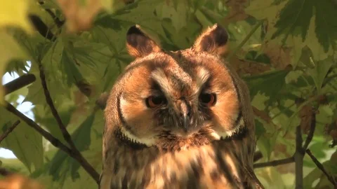 Long-eared owl (Asio otus) sitting in tree and looking around - wildlife - HD Stock Footage 83275192