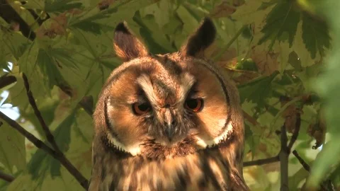 Long-eared owl (Asio otus) sitting in tree and looking around - wildlife - HD Stock Footage 83275193