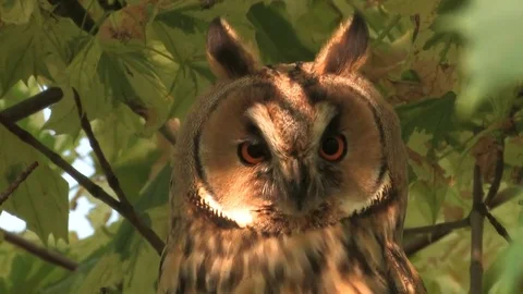 Long-eared owl (Asio otus) sitting in tree and looking around - wildlife - HD Stock Footage 83275194