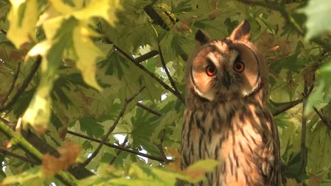 Long-eared owl (Asio otus) sitting in tree and looking around - wildlife - HD Stock Footage 83277594