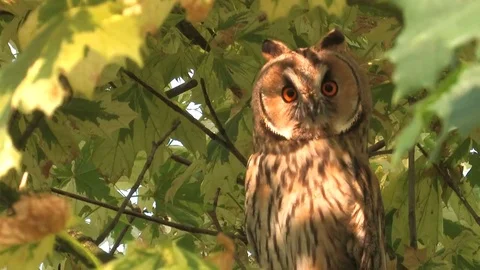 Long-eared owl (Asio otus) sitting in tree and looking around - wildlife - HD Stock Footage 83277600