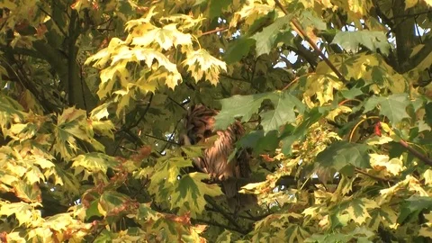 Long-eared owl (Asio otus) is cleaning plumage in a tree - wildlife - HD video Stock Footage 83277614