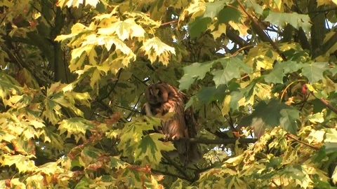 Long-eared owl (Asio otus) is cleaning plumage in a tree - wildlife - HD video Stock Footage 83277630