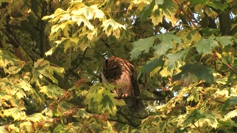 Long-eared owl (Asio otus) is cleaning plumage in a tree - wildlife - HD video Stock Footage 83277667