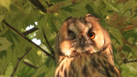 Long-eared owl (Asio otus) is cleaning plumage in a tree - wildlife - HD video Stock Footage 83277691