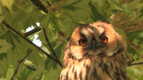 Long-eared owl (Asio otus) sitting in tree and looking around - wildlife - HD Stock Footage 83277702