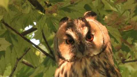 Long-eared owl (Asio otus) is cleaning plumage in a tree - wildlife - HD video Stock Footage 83277704