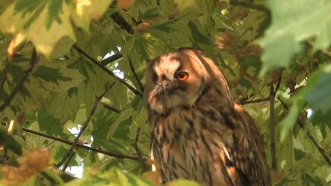 Long-eared owl (Asio otus) is cleaning plumage in a tree - wildlife - HD video Stock Footage 83277726