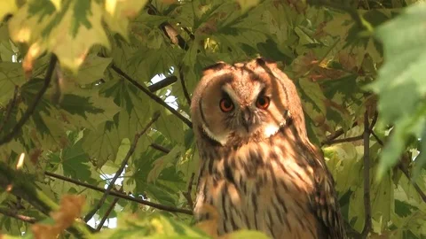 Long-eared owl (Asio otus) sitting in tree and looking around - wildlife - HD Stock Footage 83277728