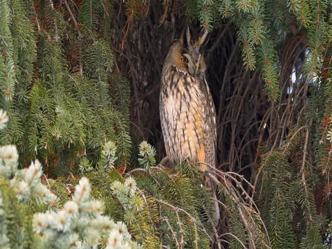 Long-eared owl (Asio otus) Stock Footage 85268803