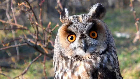 Long Eared Owl, asio otus, Portrait of Adult Vídeo Stock 105360407