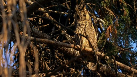 Long-eared owl (Asio otus) hiding in tree Video stock 115446414