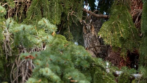 Long-eared owl (Asio otus) perching in tree Stock-Footage 122737939