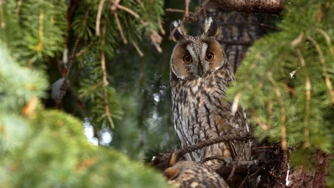 Long-eared owl (Asio otus) perching in tree Stock-Footage 122738013