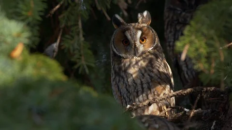 Long-eared owl (Asio otus) perching in tree Stock-Footage 122738521