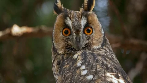 Long-eared owl (Asio otus) portrait Stock Footage 122738712