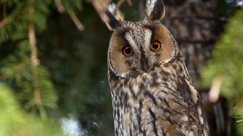 Long-eared owl (Asio otus) portrait Stock Footage 122739166
