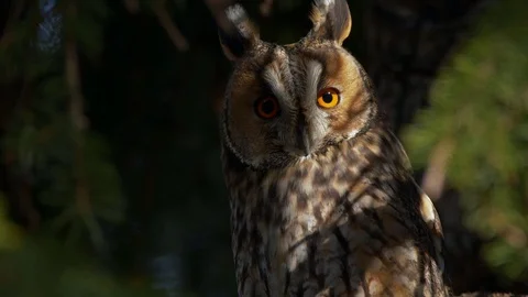 Long-eared owl (Asio otus) in evening light Stock-Footage 122739180
