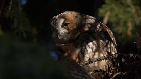 Long-eared owl (Asio otus) preening plumage Stock Footage 122739467