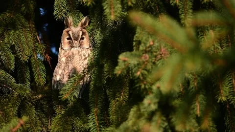 Long eared owl ( Asio otus ) Stock Footage 138699302
