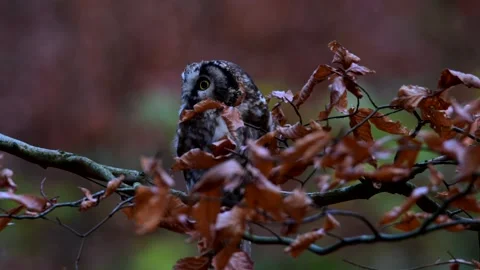 The long-eared owl, Asio otus, also known as the northern long-eared owl Video stock 142937736