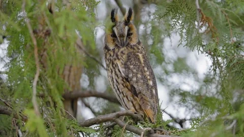 Long-eared owl (Asio otus) in natural habitat Stock Footage 146368920