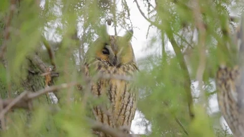 Long-eared owl (Asio otus) in natural habitat Stock Footage 151042161