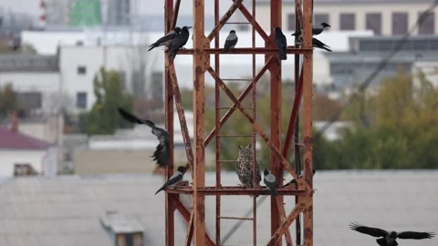 Long eared Owl Asio otus on a metal structure, surrounded by aggressive crows Stock Footage 168495874