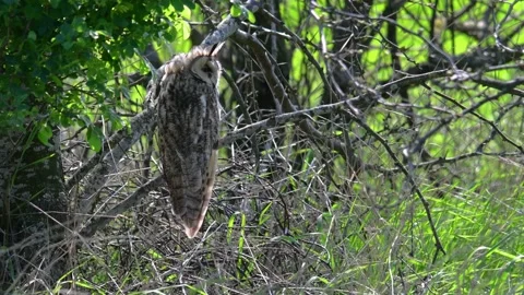 Long-eared Owl Asio Otus in the wild Video stock 240040680