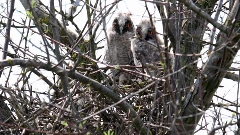 Long-eared Owl Asio Otus in the wild Video stock 240769377
