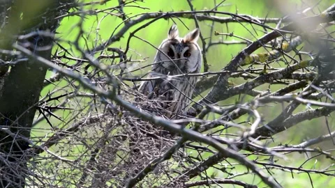 Long-eared Owl Asio Otus in the wild Stock-Footage 240769414