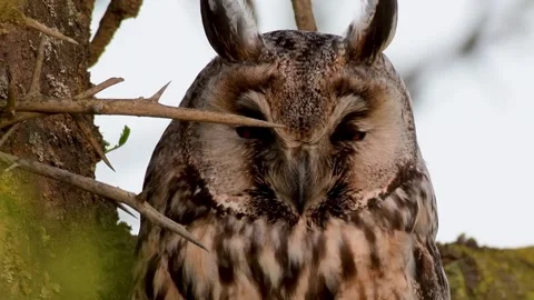 Long-eared Owl Asio Otus in the wild Stock-Footage 240769754