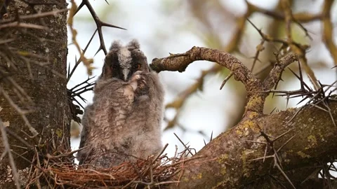 Long-eared Owl Asio Otus in the wild Video stock 240770461