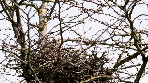 Long-eared Owl Asio Otus in the wild Stock Footage 242982640