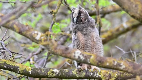 Long-eared Owl Asio Otus in the wild Stock Footage 242984726