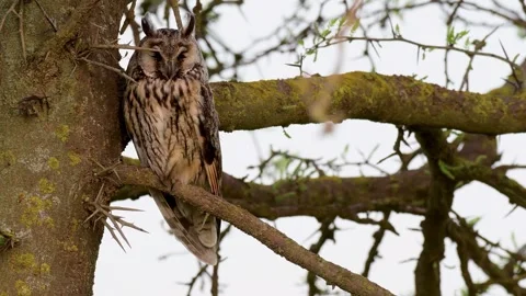 Long-eared Owl Asio Otus in the wild Stock-Footage 243552059