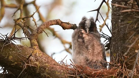 Long-eared Owl Asio Otus in the wild Stock-Footage 243553706