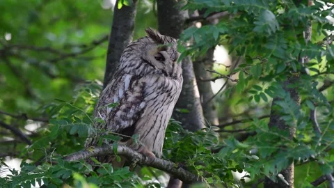 Long-eared Owl Asio Otus in the wild Video stock 245664751