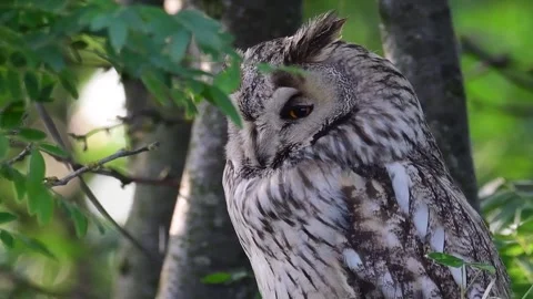 Long-eared Owl Asio Otus in the wild Vídeo Stock 245664788